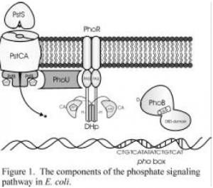 Phosphorylation Dependent Conformational Changes Of PhoB In Escherichia ...