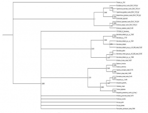 Figure 2 - A preliminary phylogenetic tree of the 28s gene region